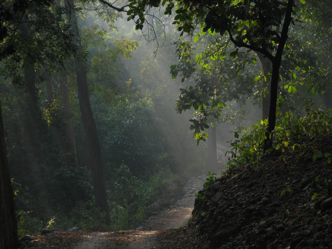 The forests bear the carbon